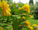 Gele bloemen in de tuin van Tout Pour Toi